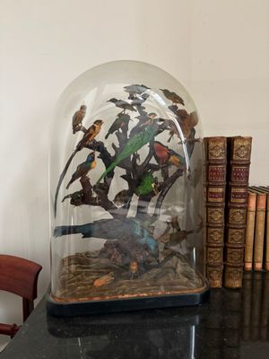 une cloche en verre contenant des oiseaux, posée sur une table