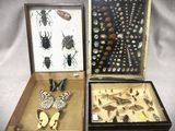 deux boîtes contenant divers insectes, posées sur une table