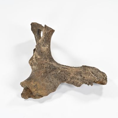 une image représentant un morceau d'os d'animal sur une surface blanche