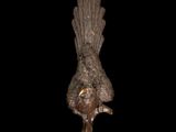 statue of a bird on a stand against a black background