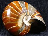 a picture of an ammonite shell on a black background