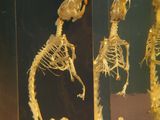 three skeletons of animals in a glass case on display