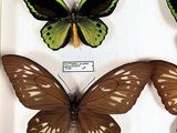 three butterflies are displayed in a display case on a white surface
