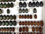 a lot of beetles that are on display in the store