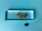 a small insect that is sitting on a glass tray