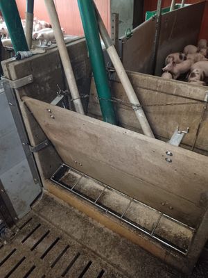 une caisse en bois remplie de pommes de terre dans une grange