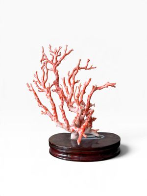 un corail rouge posé sur un socle en bois, sur fond blanc