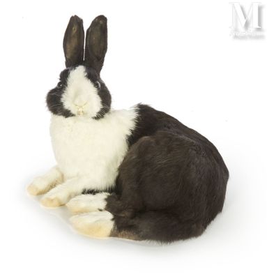 a black and white rabbit sitting on a white surface