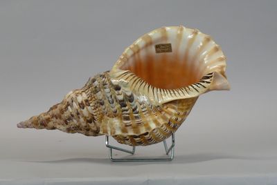 a seashell on a stand on a white surface