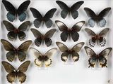 de nombreux papillons exposés dans une vitrine