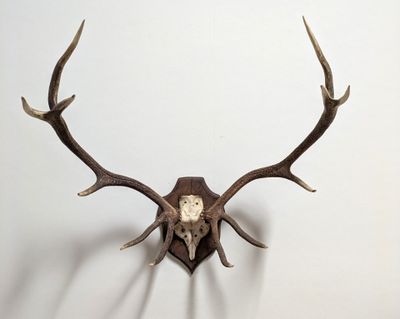 une tête de cerf empaillée, accrochée au mur avec ses bois