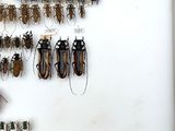 a lot of bugs that are hanging on the wall