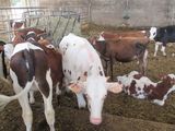 many cows that are standing in the hay together