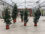 many potted plants in the middle of a large room