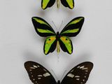 trois papillons encadrés aux ailes jaunes et noires, exposés dans une vitrine