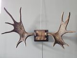 a deer antlers hanging on a wall in a room