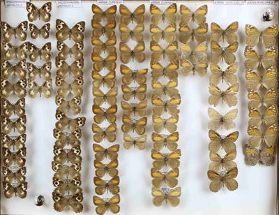 de nombreux types de papillons différents présentés dans une vitrine