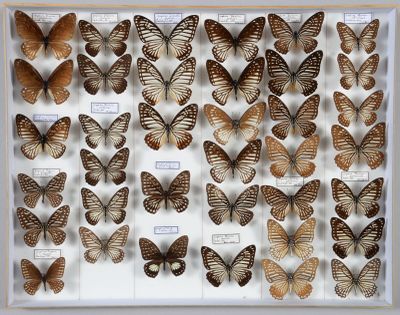 de nombreux types de papillons exposés dans un cadre blanc
