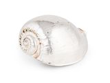 bague en forme de coquillage argenté sur fond blanc