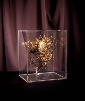 a glass box with a bird nest inside of it