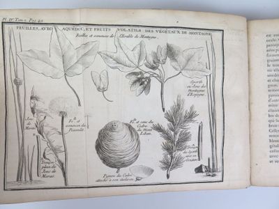 un livre sur lequel figure un dessin représentant des plantes et des fleurs