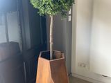 un arbre en pot dans une jardinière en bois posée au sol