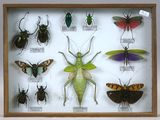 de nombreux types d'insectes exposés dans une vitrine-cadre