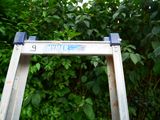 a ladder that has a sign on it in front of a bush