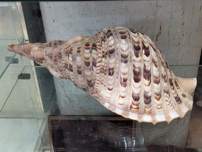 un coquillage exposé dans une vitrine de musée
