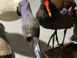 three birds that are standing next to each other