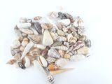un tas de coquillages sur une surface blanche