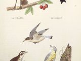 four birds perched on a branch of a tree