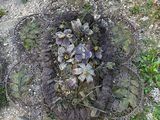 a plant that is growing out of a hole in the ground