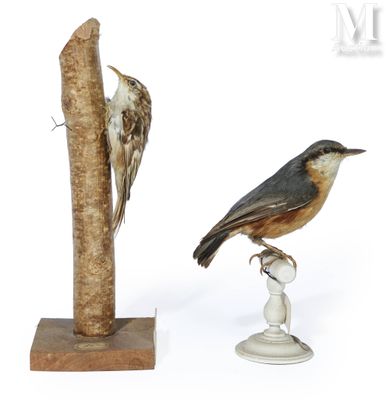 un oiseau perché sur un poteau à côté d'un oiseau mort