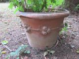 une plante qui pousse dans un grand pot