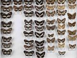 de nombreux types de papillons exposés dans une vitrine