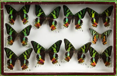 beaucoup de papillons qui se trouvent dans une boîte