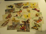 a lot of different butterflies on the table together