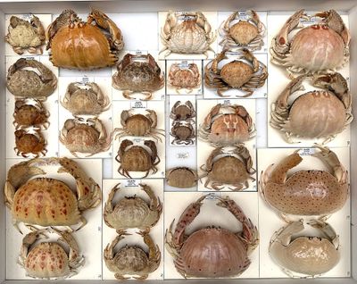 many different types of shells in a display case
