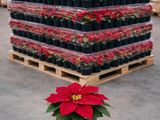 un poinsettia rouge dans un pot noir, posé sur une palette dans un entrepôt