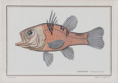 WERNER (dessin) et PLEE (gravure)