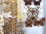 many different types of butterflies displayed in a white box