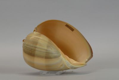 a shell that is sitting on a stand on a table