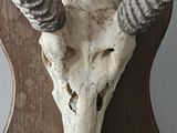 a deer skull with horns mounted on a wooden plaque