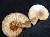 two ammonite fossil shells on a black background