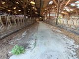 une étable avec beaucoup de vaches à l'intérieur