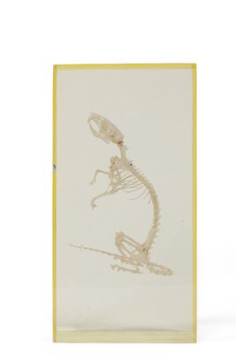 le squelette d'un lézard est présenté dans un cadre jaune