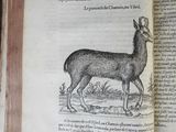 someone is holding a book with a deer on it in their hand