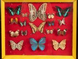a framed display of butterflies and moths in a wooden frame