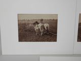 a picture of two horses that are standing in a field